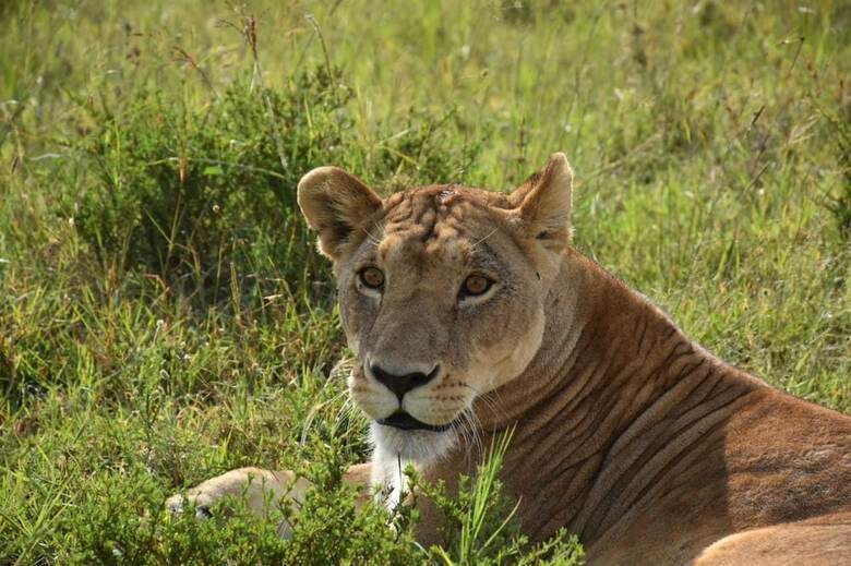 Masai Adventure Camp