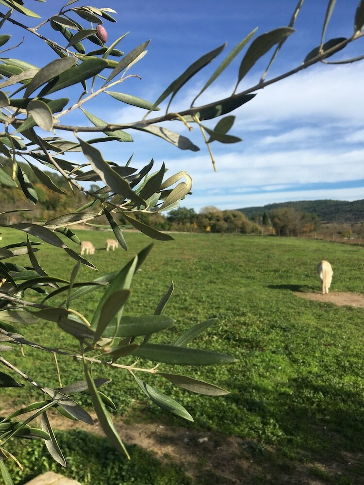Bed & Breakfast La Colline Des Oliviers