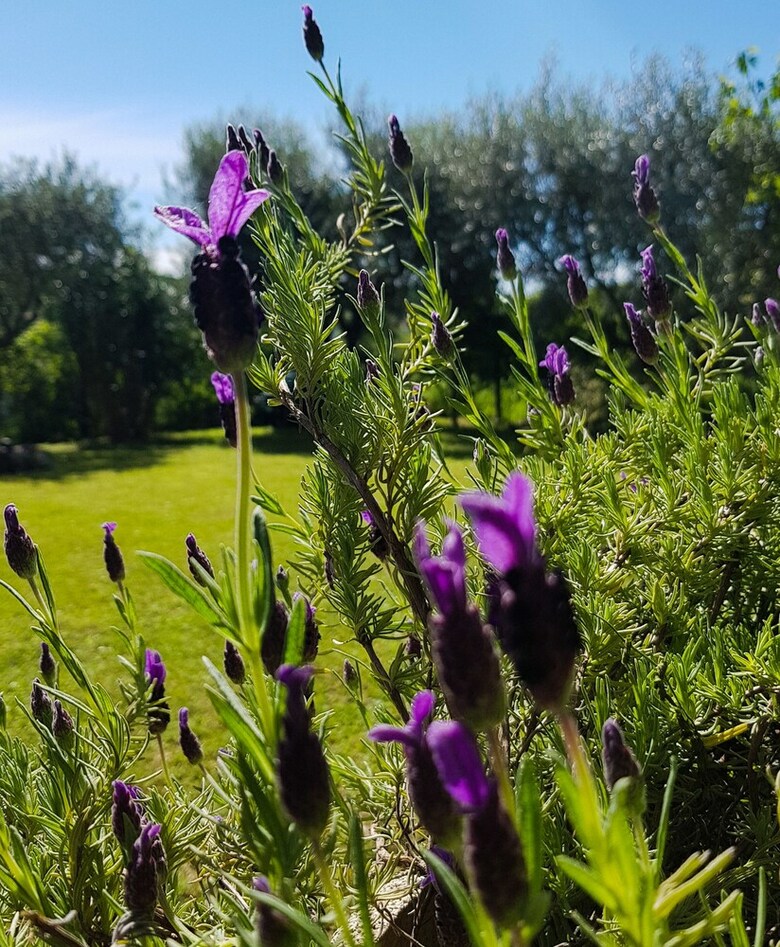 Bed & Breakfast Le Jardin Lazise