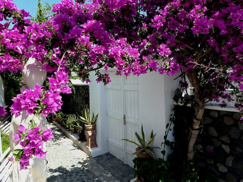 Hotel Bougainvillea Suites