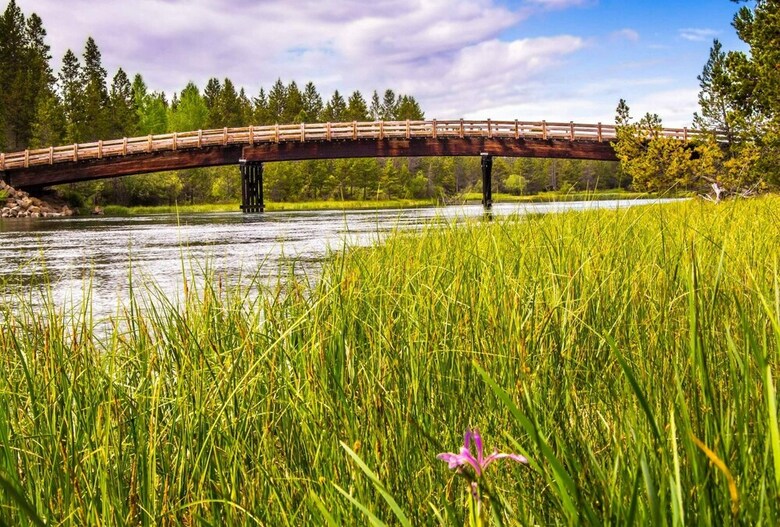 Red Cedar 35