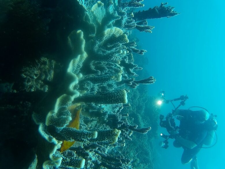 Hostal East Lombok Dive Hotel - Hostel