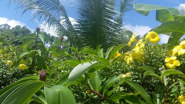 Posada Banana Grove Backpackers Inn