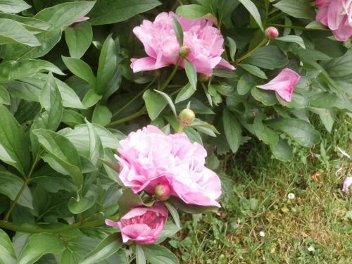 Bed & Breakfast La Parisienne Des Amognes