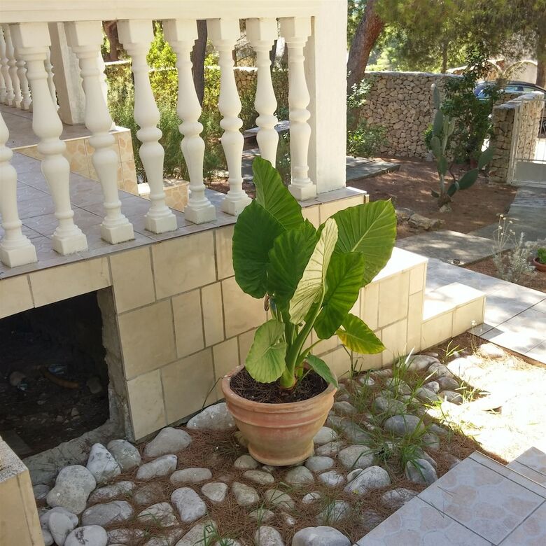 Apartamentos Elena