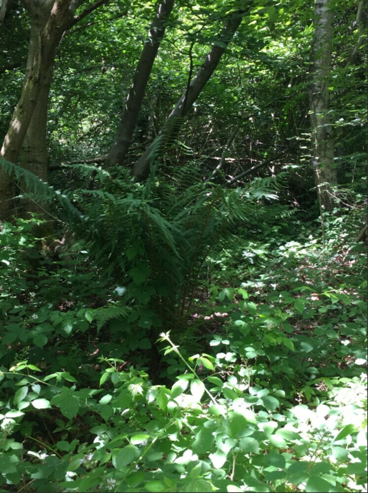 Cabana Ancient Woodland Retreat