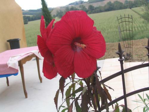 Bed & Breakfast Chambres D'hotes Au Chien Bleu