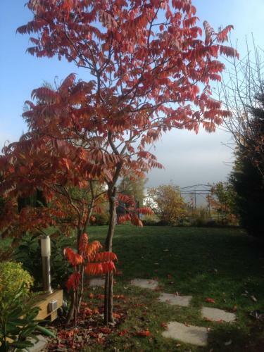 Bed & Breakfast Chambres D'h�tes Rachelle Schneider