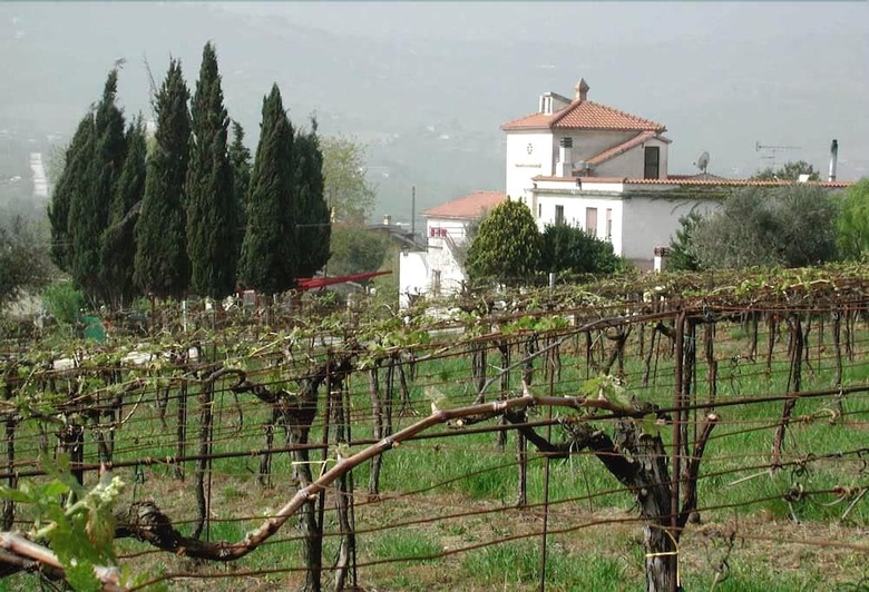 Pier Delle Vigne B&B