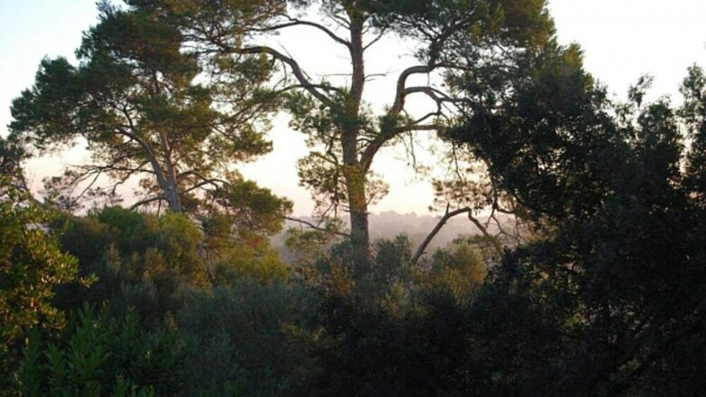 Agroturismo Finca Son Vivot