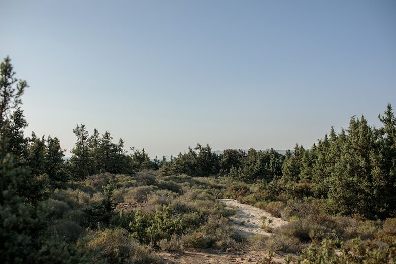 Villa Cedar Forest Alyko Naxos