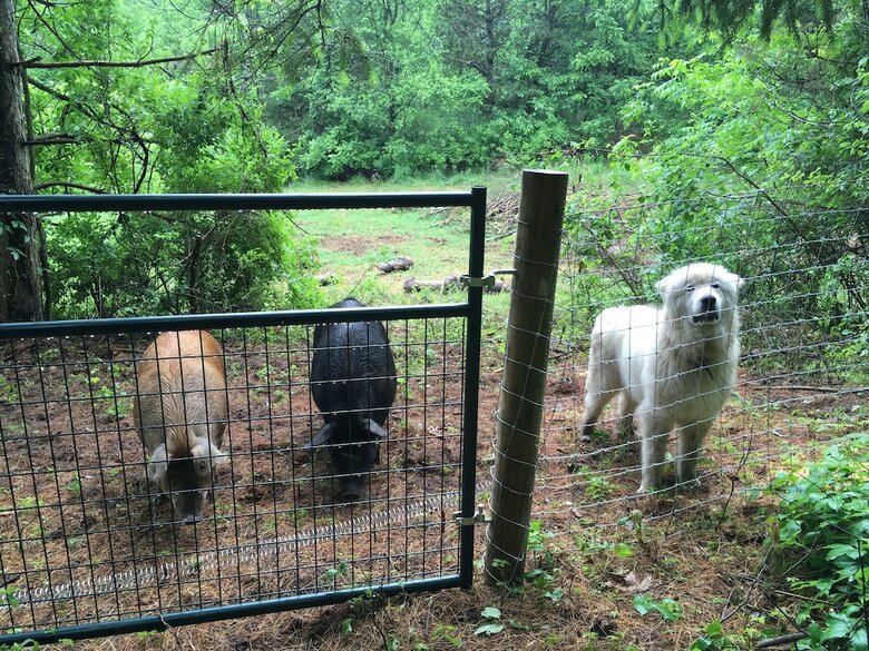 Bed & Breakfast The Birdhouse Inn