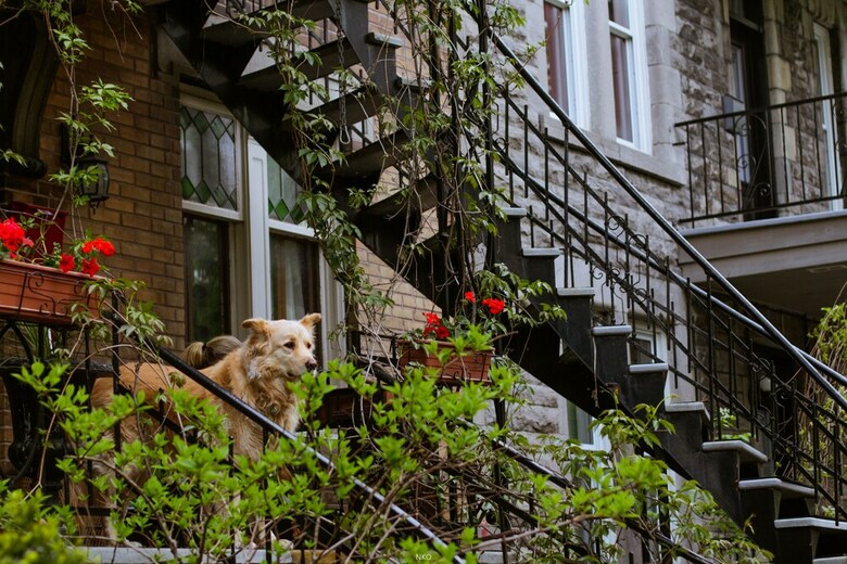 Hostal Pied-a-terre Mont-royal