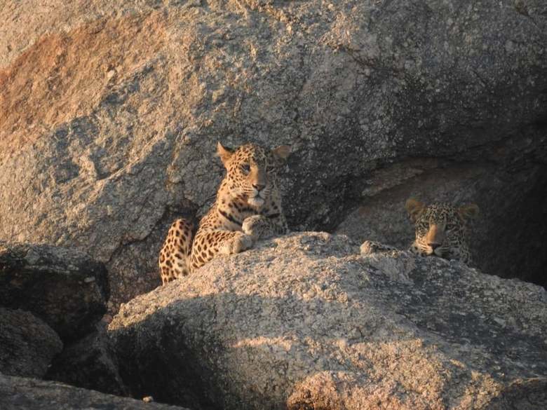 Aravali Nature Luxury Camp