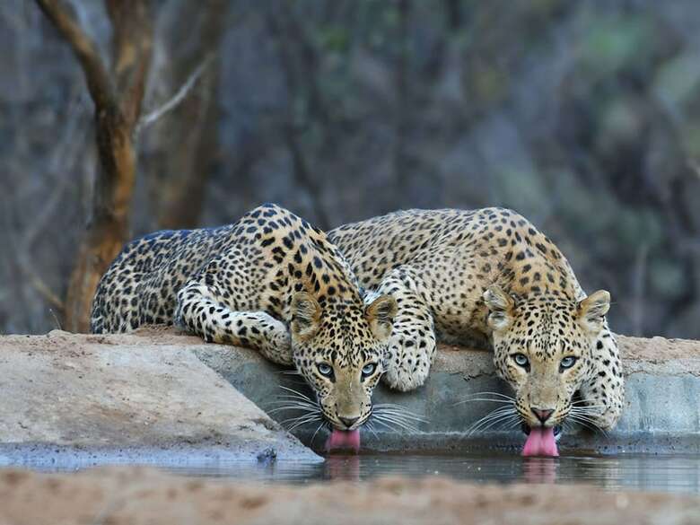 Aravali Nature Luxury Camp