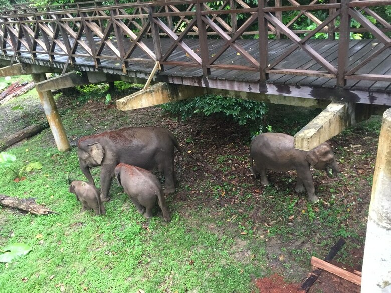Posada Kawag Danum Rainforest Lodge