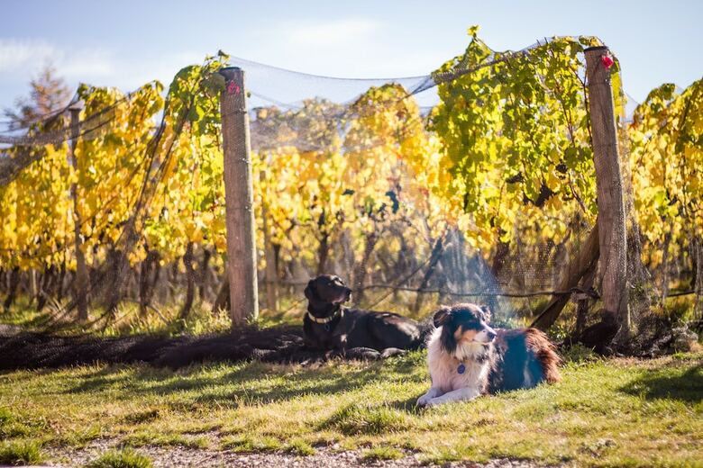 Hotel Gibbston Valley Lodge & Spa