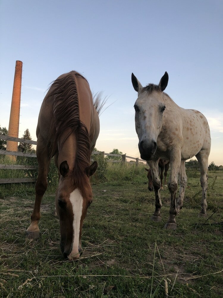 Apartamentos Horse4 C - Ranch
