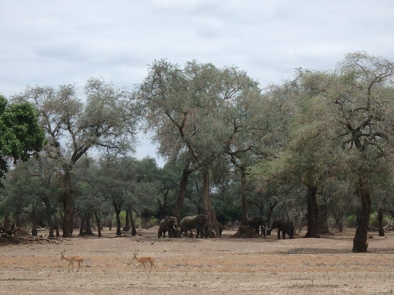 Mwinilunga Safaris
