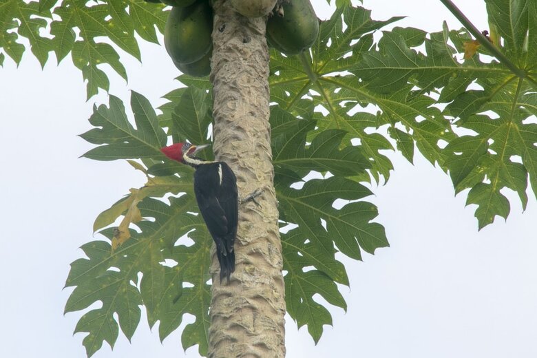 Hotel Villas Cabuya Beach & Forest