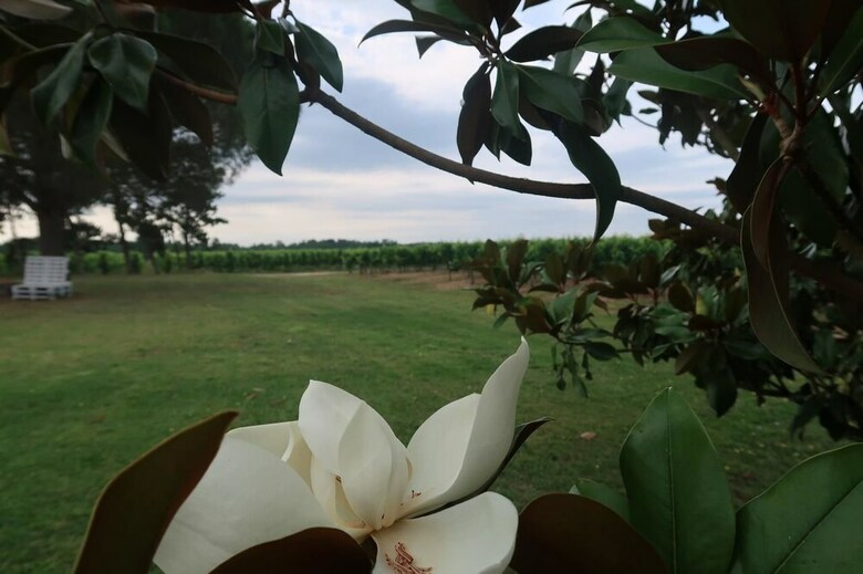 Bed & Breakfast L'orangerie de La Pont�te - Chambres D?hotes