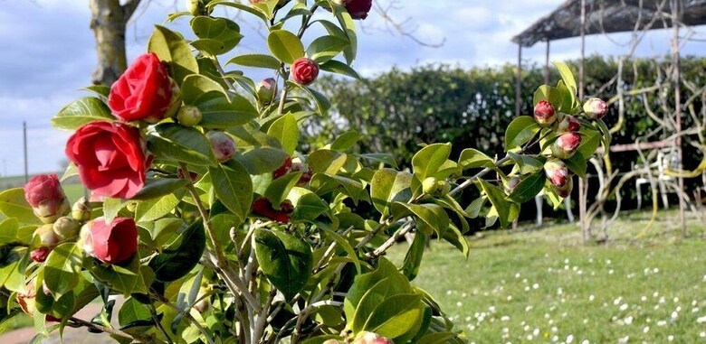 Apartamento Podere Lornanino