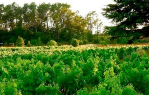 Bed & Breakfast Les Vignes De Terrisse