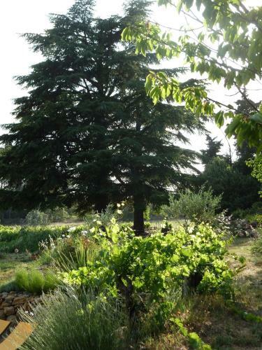 Bed & Breakfast Les Vignes De Terrisse