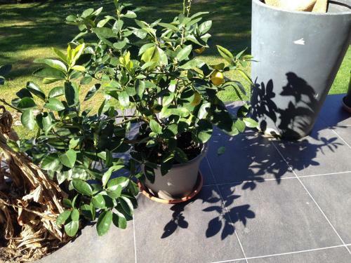 Bed & Breakfast Les Camelias