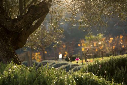 Hotel H�tel Le Saint Cirq