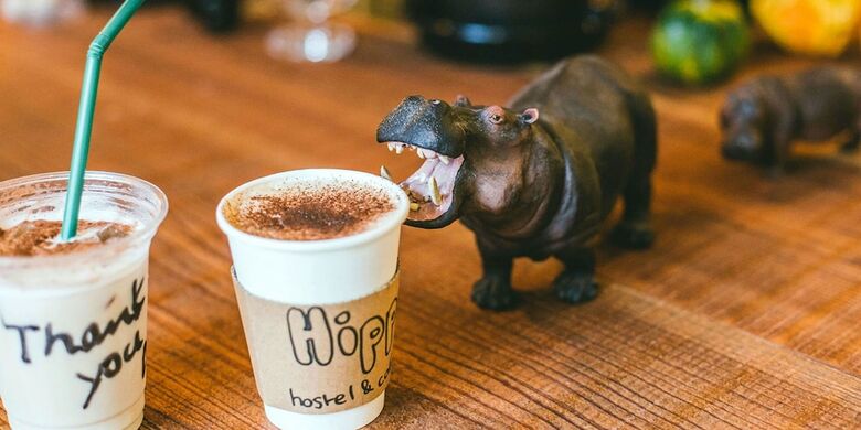 Hostal Hippo Hostel & Cafe Bar