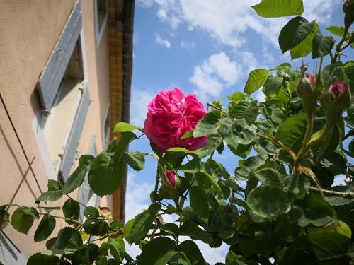 Bed & Breakfast Maison D'anvers