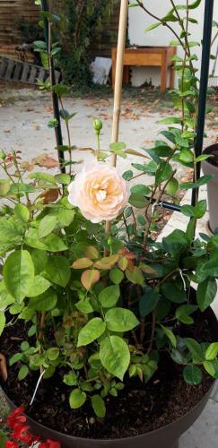 Bed & Breakfast Au Th� � La Menthe