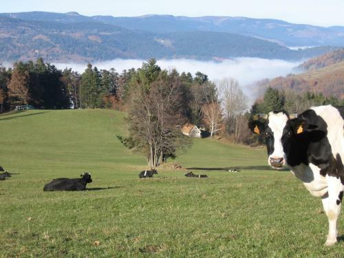 G�te Plein Sud