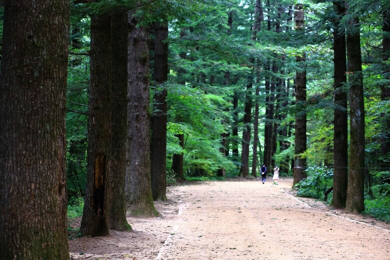 Daegwanryeong Rodem Tree Pension