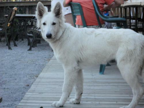 Parc R�sidentiel De Loisir : Le Loup Blanc Du Riou