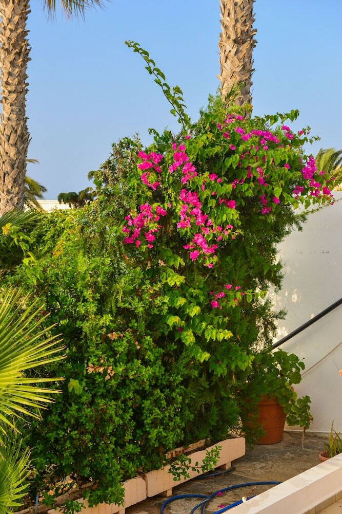 Aparthotel Golden Dream Apartments