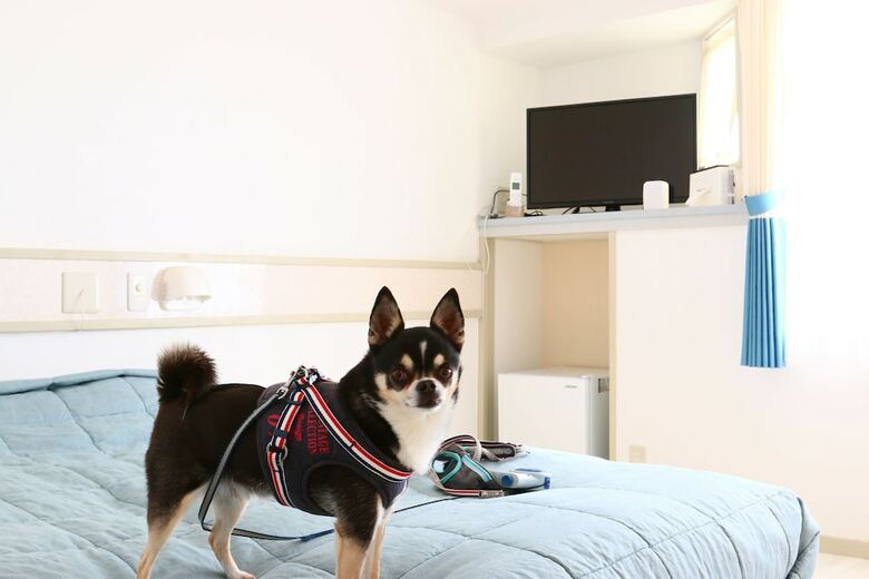 Hotel Marine Blue Where You Can Stay With Dogs