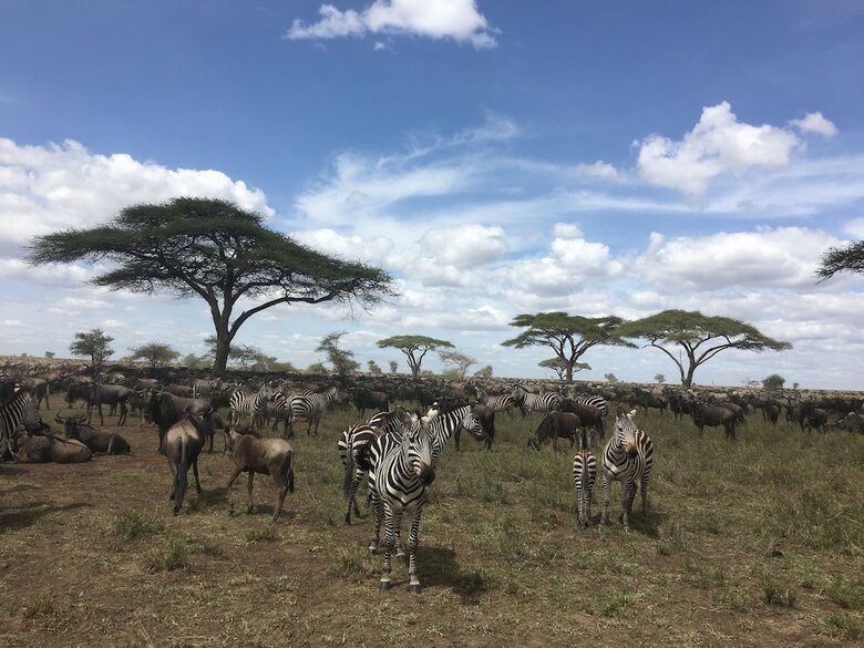 Zawadi Serengeti Camp