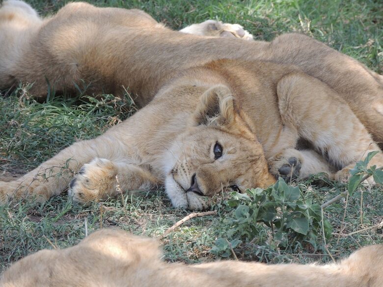 Zawadi Serengeti Camp
