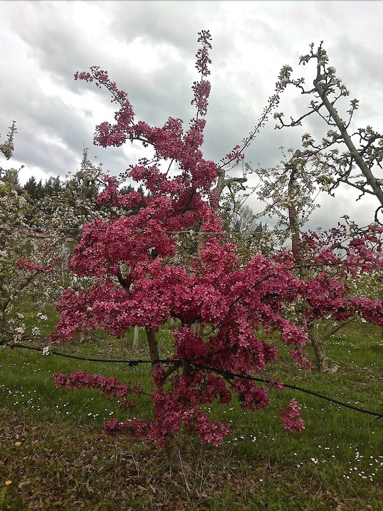 Agroturismo Agriturismo Il Melo