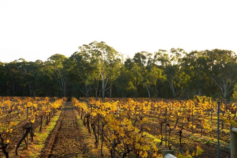 Apartamentos Byronsvale Vineyard And Accommodation