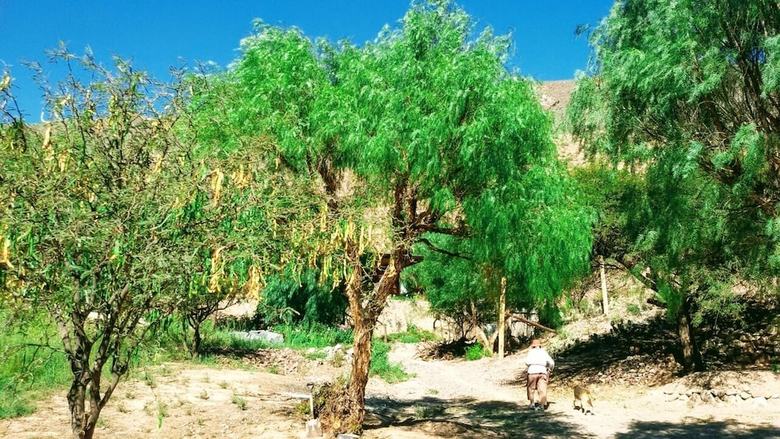 Posada La Quinta de Mar�a -tilcara
