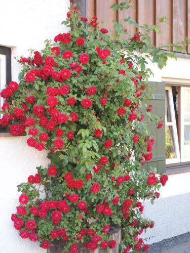 Apartamento Landhaus Marie-theres