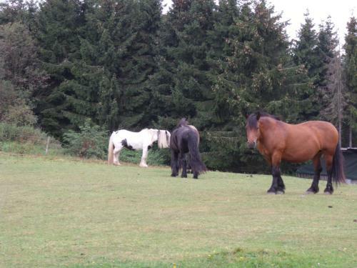 Hostal B&B All Seasons