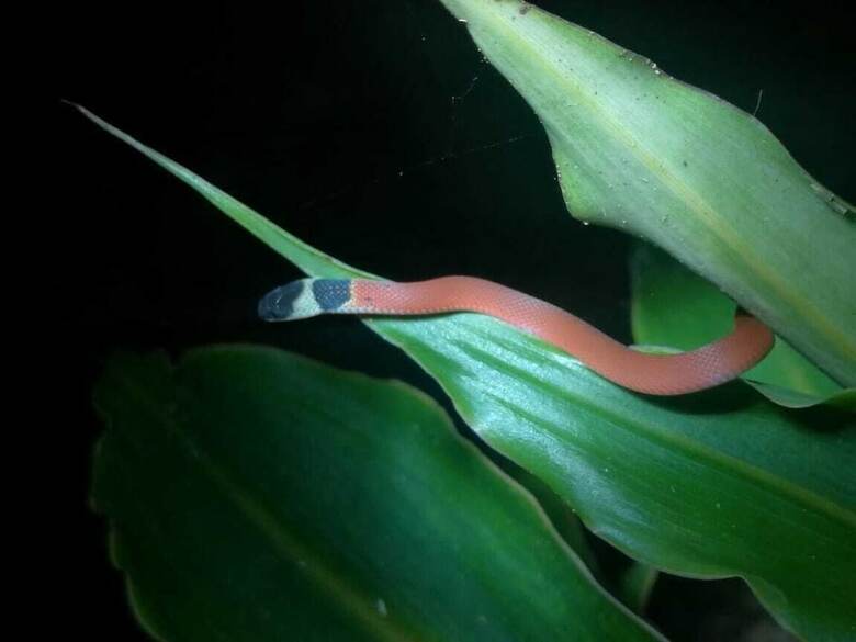 Cabinas Ecogarden Arenal