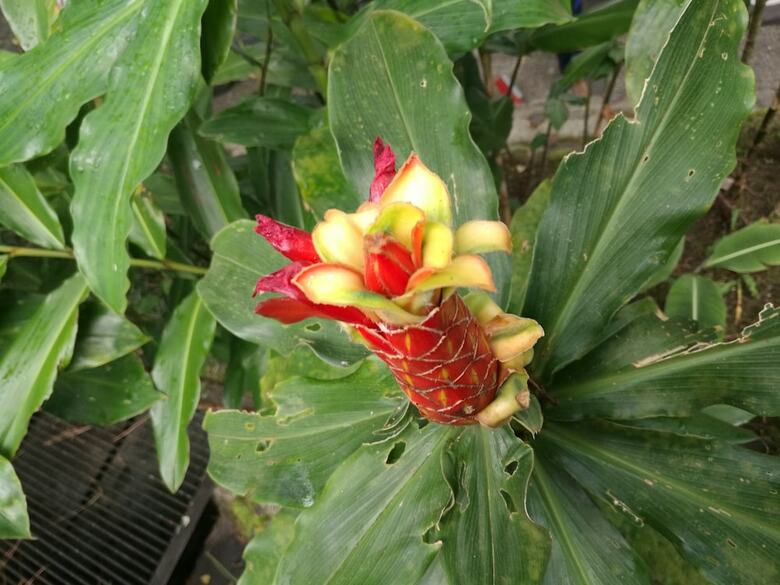 Cabinas Ecogarden Arenal