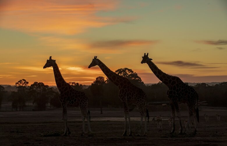 Posada Zoofari Lodge At Taronga Western Plains