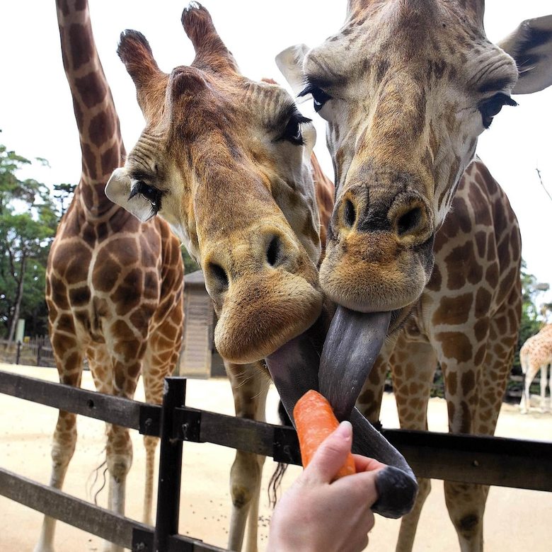 Roar And Snore At Taronga Zoo Sydney
