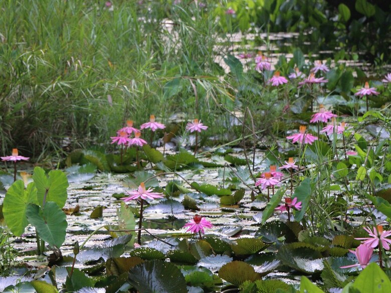 Hotel Baan Maka Nature Lodge